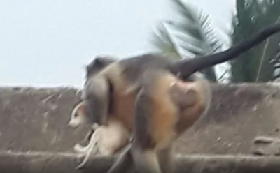 Οι μαϊμούδες στην Ινδία πήραν... το νόμο στα χέρια τους και σκοτώνουν κουτάβια ως αντίποινα