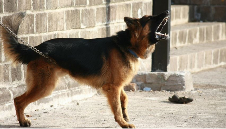 Χαλκίδα: Αδέσποτος σκύλος δάγκωσε και προσπάθησε να πνίξει κατοικίδιο