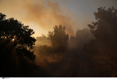 «Καντηλάκια» καίνε στη Δαδιά, μέτωπο σε απόσταση 2 χιλιομέτρων από στρατόπεδο στη Λέσβο (εικόνες, βίντεο)