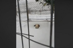To εξοργιστικό βίντεο με τον σκύλο στην παγωμένη Λήμνο - Τον άφησαν δεμένο, «θαμμένο» στο χιόνι (vid)