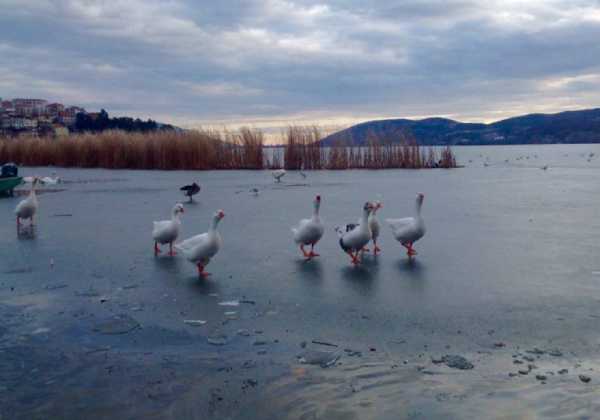 Πάγωσαν οι λίμνες Καστοριάς και Χειμαδίτιδας - Εγκλωβίστηκαν κύκνοι