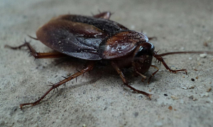 ΗΠΑ: Εταιρεία δίνει 2.000 δολάρια για να «φιλοξενήσετε» 100 κατσαρίδες στο σπίτι σας