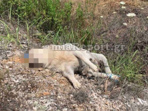 Σοκαριστική δολοφονία σκύλου στη Στυλίδα: Τον έδεσαν και τον βασάνισαν