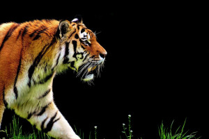 Τραγωδία σε ζωολογικό κήπο: Η τίγρης σκότωσε τη φύλακα στη Ζυρίχη