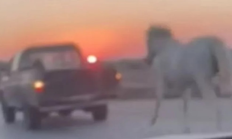 Μύκονος: Άλογο τρέχει «ξελιγωμένο» πίσω από αγροτικό - Το είχαν δέσει με σχοινί (βίντεο)