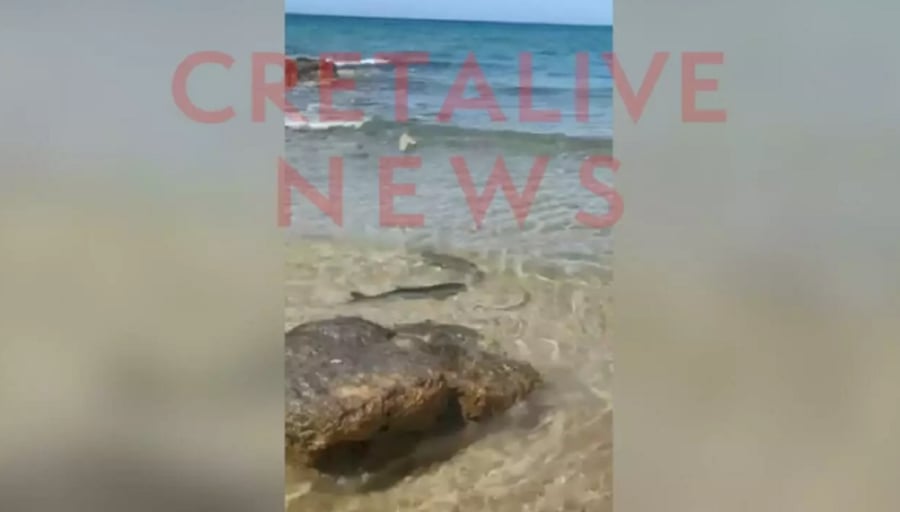 Πρωτόγνωρο θέαμα σε παραλία της Κρήτης: Μικρός καρχαρίας κυνηγούσε έναν κέφαλο στα... ρηχά