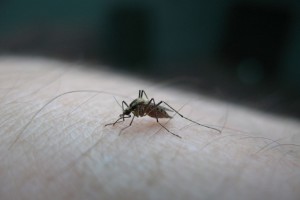 Αεροψεκασμοί κατά των κουνουπιών στον υδροβιότοπο Σχινιά