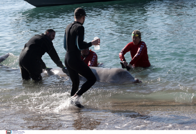 Φάλαινα: Από τι πέθανε ο Σωτήρης, τι έδειξε η νεκροψία -Ο ζιφιός θα οδηγηθεί σε καύση