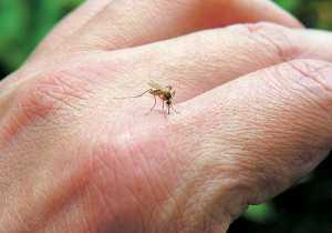 ΕΚΠΑ: Ενημέρωση για τα μεταδιδόμενα νοσήματα από μολυσμένα έντομα