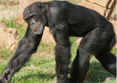 Ιδρυτής «Αττικού Ζωολογικού» για τον χιμπατζή: Πέρασε 3 σειρές ηλεκτροφόρα καλώδια, δεν κατάλαβε τίποτα