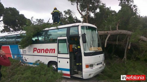 Κεφαλονιά: Πτώση δέντρου πάνω σε λεωφορείο