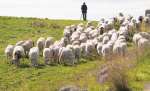 Εγκρίθηκε η συνδεδεμένη ενίσχυση σε κτηνοτρόφους