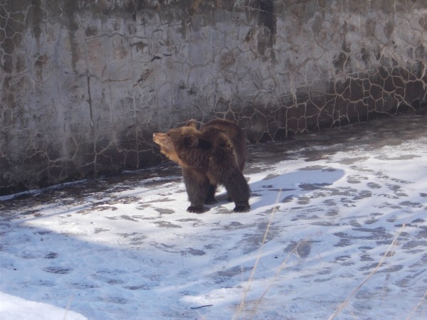 Επιχείρηση απεγκλωβισμού αρκούδας από άδεια υδατοδεξαμενή στο Νευροκόπι (Pics)