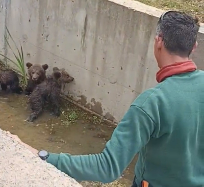 Απεγκλωβισμός τριών μικρών αρκουδιών στην Φλώρινα, παρούσα στην επιχείρηση και η μαμά αρκούδα