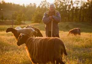 Συνεπής η Δωδώνη στις οικονομικές υποχρεώσεις απέναντι στους κτηνοτρόφους