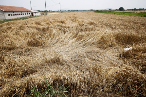 Η Ουκρανία εξήγαγε 1.000.000 τόνους σιτηρών τον Απρίλιο σε πείσμα του πολέμου