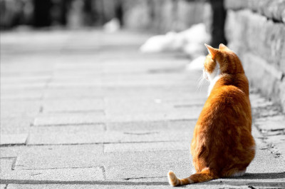 Κτηνωδία στη Λέσβο: Εκτέλεσε γατί εν ψυχρώ επειδή έσκιζε σακούλες με σκουπίδια