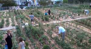 Αιτήσεις για τον δημοτικό λαχανόκηπο στο Δήμο Λαρισαίων