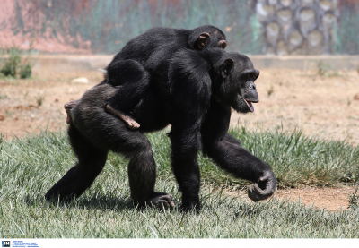 Σκότωσαν χιμπατζή στο Αττικό Ζωολογικό Πάρκο που διέφυγε από το κλουβί του