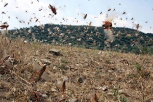 Σοβαρό πρόβλημα με τις ακρίδες για τις καλλιέργειες της δυτικής Λέσβου