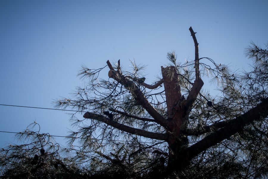 Τραγικό τέλος για 42χρονο υλοτόμο στις Σέρρες: Τον καταπλάκωσε δέντρο