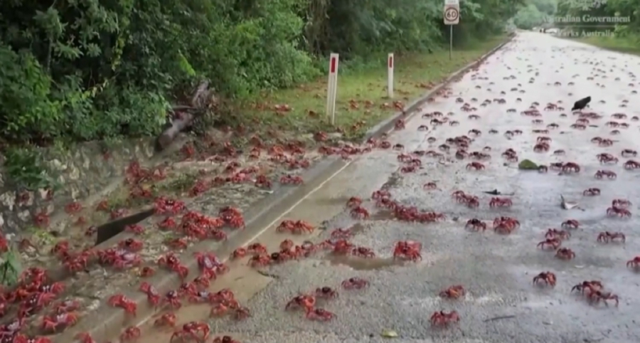 Εντυπωσιακό θέαμα στην Αυστραλία: Μαζική μετανάστευση κόκκινων καβουριών -Δείτε βίντεο
