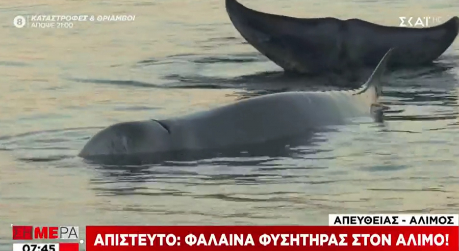 Άλιμος: Απίστευτο κι όμως αληθινό, εμφανίστηκε… φάλαινα στα ρηχά (βίντεο)