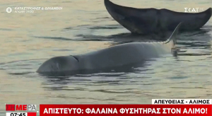 Άλιμος: Εμφανίστηκε... φάλαινα στα ρηχά (βίντεο)
