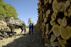 Νέα μέθοδος μετατρέπει τα ξύλα σε βιοκαύσιμα και χημικά