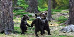 Απίστευτες φωτογραφίες: Αρκουδάκια παίζουν γύρω-γύρω όλοι