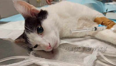 Νέο περιστατικό κακοποίησης ζώου στην Κρήτη: Άντρας πυροβόλησε τη γάτα του γείτονά του