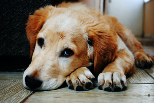 Αλμυρός Βόλου: «Καμπάνα» 30.000 ευρώ για φόλα σε σκύλο - Πώς το δηλητηρίασε