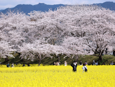 Οι κερασιές στην Ιαπωνία άνθισαν πάλι νωρίτερα, εξαιτίας των υψηλών θερμοκρασιών