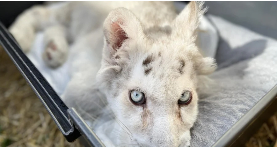 Παρέμβαση εισαγγελέα για το λευκό τιγράκι - Βελτιώνεται η υγεία του ζώου
