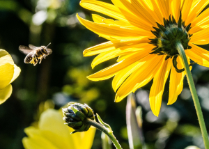 Νέα έρευνα: Οι μέλισσες δίνουν... «πληροφορίες» για την υγεία των κατοίκων των πόλεων
