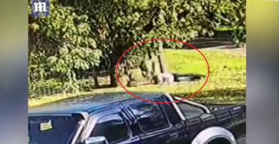 Απίστευτο βίντεο με καγκουρό να «πλακώνεται» στο ξύλο με έναν άνδρα