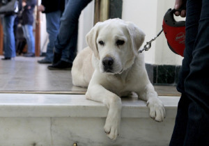 Ο δήμος Θεσσαλονίκης έκανε μήνυση κατά αγνώστου για κακοποίηση ζώου