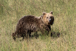 Αρκούδα και χρυσαετός τα νέα θύματα δηλητηριασμένων δολωμάτων