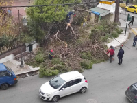 Παραλίγο «τραγωδία» σε σχολείο στην Μυτιλήνη - Έπεσε δέντρο ξυστά από παιδιά