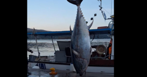 Αστακός: Στα δίχτυα ψαράδων τόνος βάρους 485 κιλών