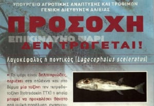 Αυτό είναι το τοξικό ψάρι που εμφανίστηκε στο Αιγαίο- Οδηγίες του λιμενικού στους ψαράδες (pics)