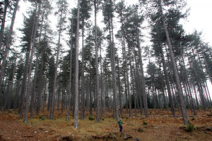 WWF Ελλάς – αυτοψία στην Εύβοια: Άμεση απειλή για τα δάση η κλιματική κρίση