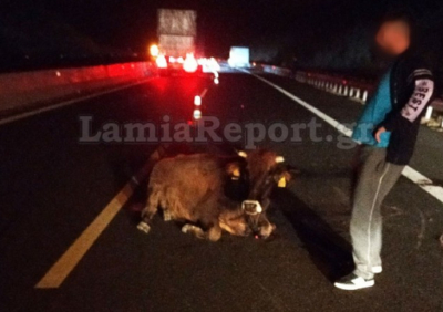 Λαμία: Τροχαίο με αγελάδα στην Εθνική Οδό (εικόνες)