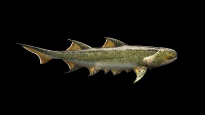 Τεράστια ανακάλυψη σαν τα «σαγόνια του καρχαρία»: Ανακαλύφθηκε απολίθωμα ψαριού ηλικίας 439 εκατ. ετών (βίντεο)
