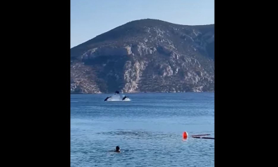 Εκπληκτικό θέαμα από δελφίνια μπροστά σε λουόμενους στην Φωκίδα (βίντεο)