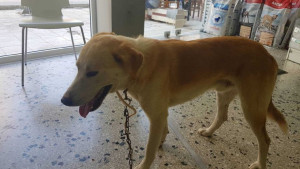 Κρήτη: Η άλλη ματιά στην ιστορία του σκύλου που δέθηκε στο αυτοκίνητο
