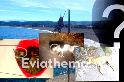 Κτηνωδία στην Εύβοια: Τουλάχιστον 12 ζώα δηλητηριάστηκαν από φόλες στην παραλία της Αγίας Άννας