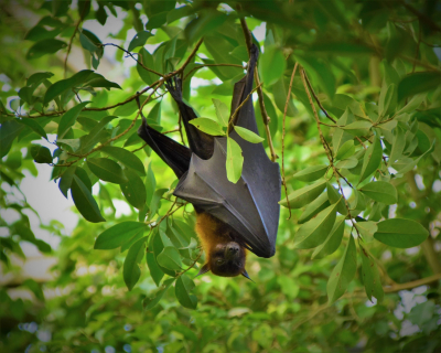 Στις... ανθεκτικές νυχτερίδες το «μυστικό» για την αντιμετώπιση της επόμενης πανδημίας;