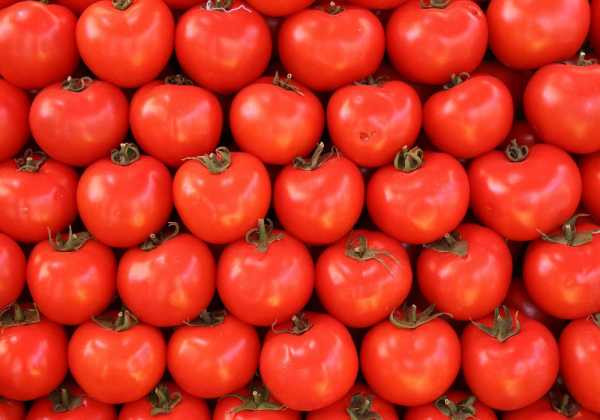 Ανακαλύφθηκε το «κλειδί» για να ξαναγίνουν οι ντομάτες νόστιμες