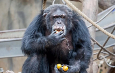 Αττικό Ζωολογικό Πάρκο: Τι απαντά ο υπεύθυνος, γιατί σκότωσαν τον χιμπατζή και δεν τον ναρκώσανε (βίντεο)